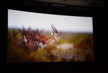 Лейла Алиева  приняла участие в церемонии презентации фильма «Ширванский национальный парк» (ФОТО)