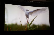 Лейла Алиева  приняла участие в церемонии презентации фильма «Ширванский национальный парк» (ФОТО)