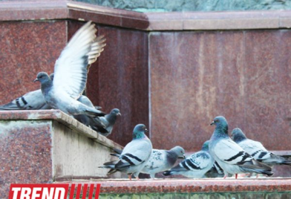 Уникальные голуби - "бакинцы": интересные факты (ФОТО)