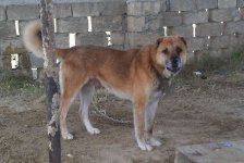 В Казахстане представлена азербайджанская порода собак "Гурдбасар" (ФОТО)