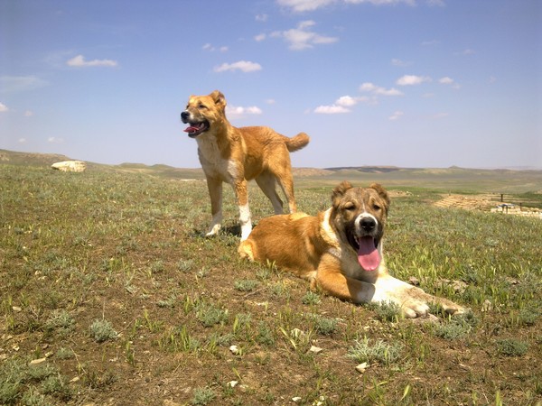 В Казахстане представлена азербайджанская порода собак "Гурдбасар" (ФОТО)