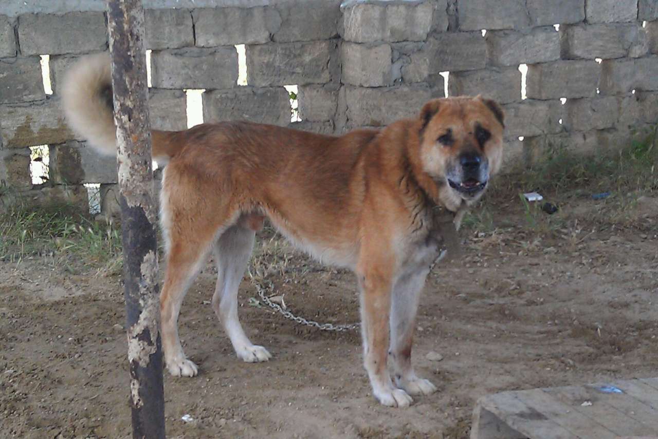 В Казахстане представлена азербайджанская порода собак "Гурдбасар" (ФОТО)