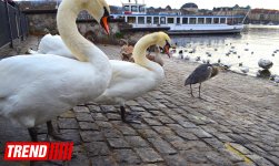 Новогодний Цюрих глазами азербайджанца – красочные витрины, древняя архитектура…(ФОТО)