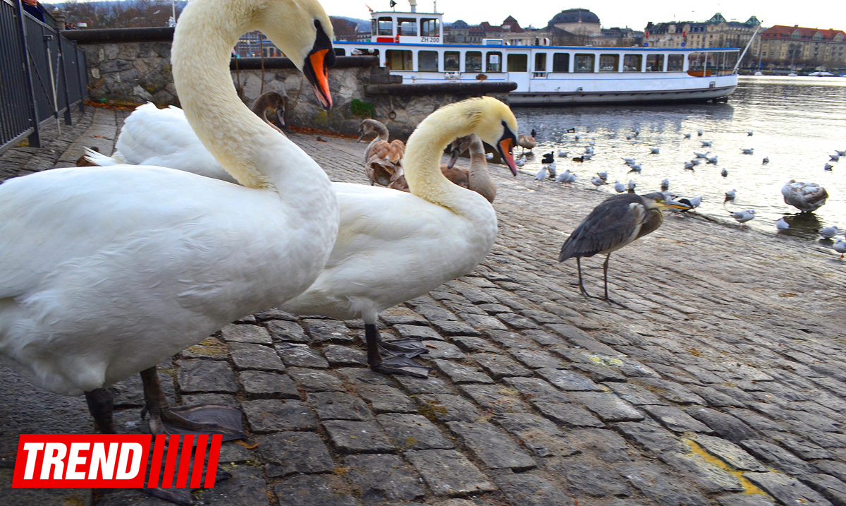 Новогодний Цюрих глазами азербайджанца – красочные витрины, древняя архитектура…(ФОТО)