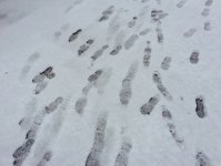 Снегопад накрыл Баку белым одеялом (ФОТОСЕССИЯ)