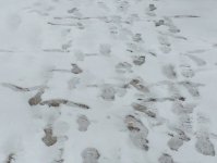 Снегопад накрыл Баку белым одеялом (ФОТОСЕССИЯ)