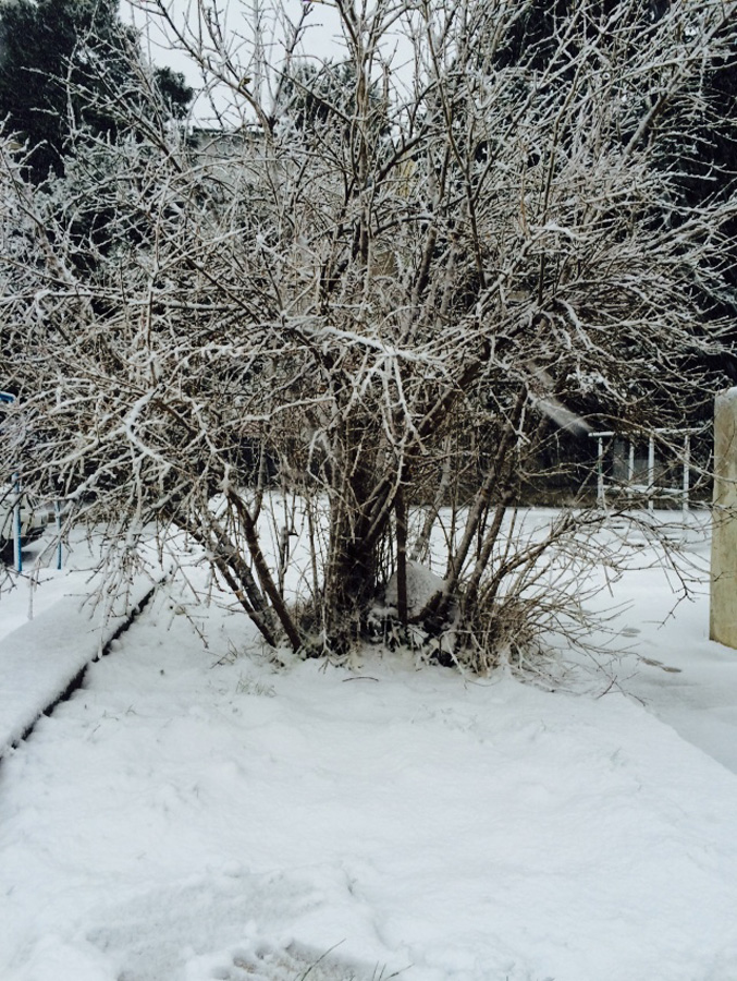 Снегопад накрыл Баку белым одеялом (ФОТОСЕССИЯ)