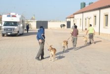 Фоторепортаж из бакинского Центра спасения животных, где для бездомных животных созданы прекрасные условия (ФОТО)