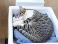 Фоторепортаж из бакинского Центра спасения животных, где для бездомных животных созданы прекрасные условия (ФОТО)