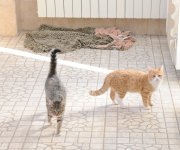 Фоторепортаж из бакинского Центра спасения животных, где для бездомных животных созданы прекрасные условия (ФОТО)