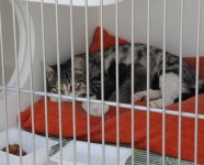Фоторепортаж из бакинского Центра спасения животных, где для бездомных животных созданы прекрасные условия (ФОТО)