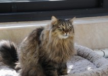 Фоторепортаж из бакинского Центра спасения животных, где для бездомных животных созданы прекрасные условия (ФОТО)