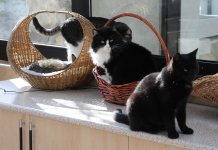 Фоторепортаж из бакинского Центра спасения животных, где для бездомных животных созданы прекрасные условия (ФОТО)