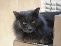 Фоторепортаж из бакинского Центра спасения животных, где для бездомных животных созданы прекрасные условия (ФОТО)