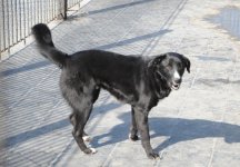 Фоторепортаж из бакинского Центра спасения животных, где для бездомных животных созданы прекрасные условия (ФОТО)