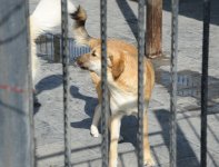 Фоторепортаж из бакинского Центра спасения животных, где для бездомных животных созданы прекрасные условия (ФОТО)