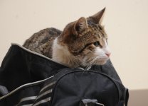 Фоторепортаж из бакинского Центра спасения животных, где для бездомных животных созданы прекрасные условия (ФОТО)