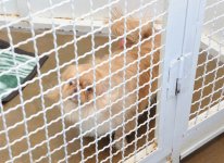 Фоторепортаж из бакинского Центра спасения животных, где для бездомных животных созданы прекрасные условия (ФОТО)