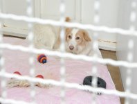 Фоторепортаж из бакинского Центра спасения животных, где для бездомных животных созданы прекрасные условия (ФОТО)