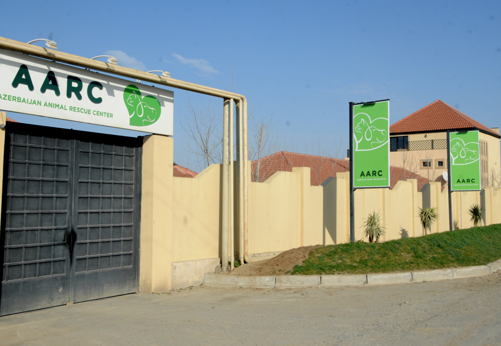 Фоторепортаж из бакинского Центра спасения животных, где для бездомных животных созданы прекрасные условия (ФОТО)