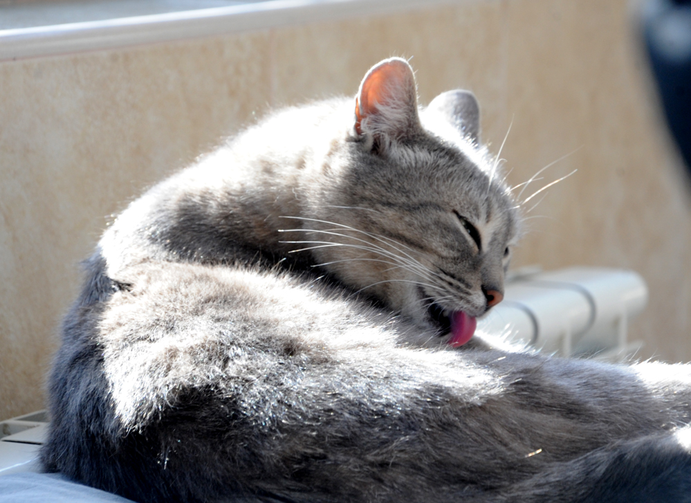 Фоторепортаж из бакинского Центра спасения животных, где для бездомных животных созданы прекрасные условия (ФОТО)