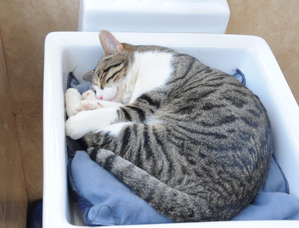 Фоторепортаж из бакинского Центра спасения животных, где для бездомных животных созданы прекрасные условия (ФОТО)