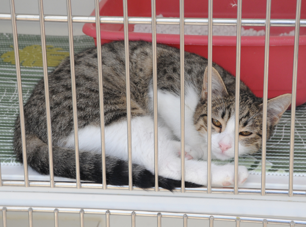 Фоторепортаж из бакинского Центра спасения животных, где для бездомных животных созданы прекрасные условия (ФОТО)