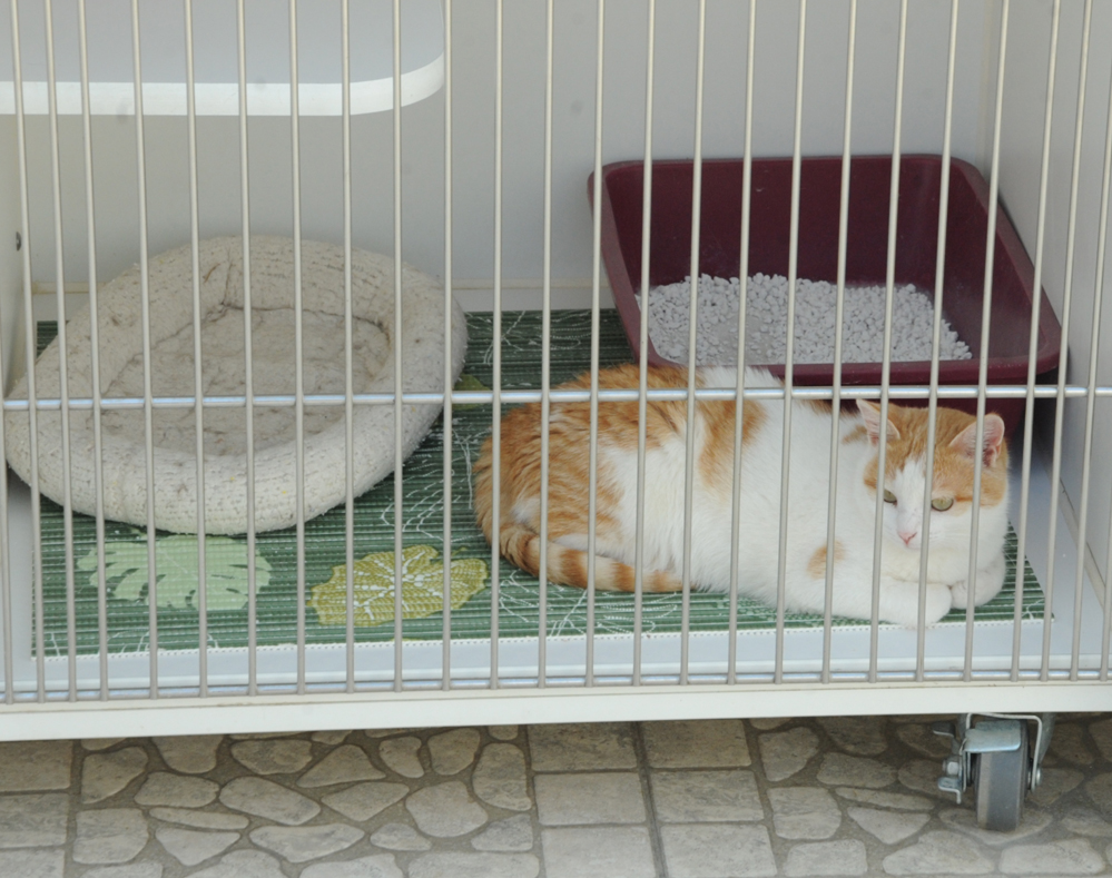 Фоторепортаж из бакинского Центра спасения животных, где для бездомных животных созданы прекрасные условия (ФОТО)