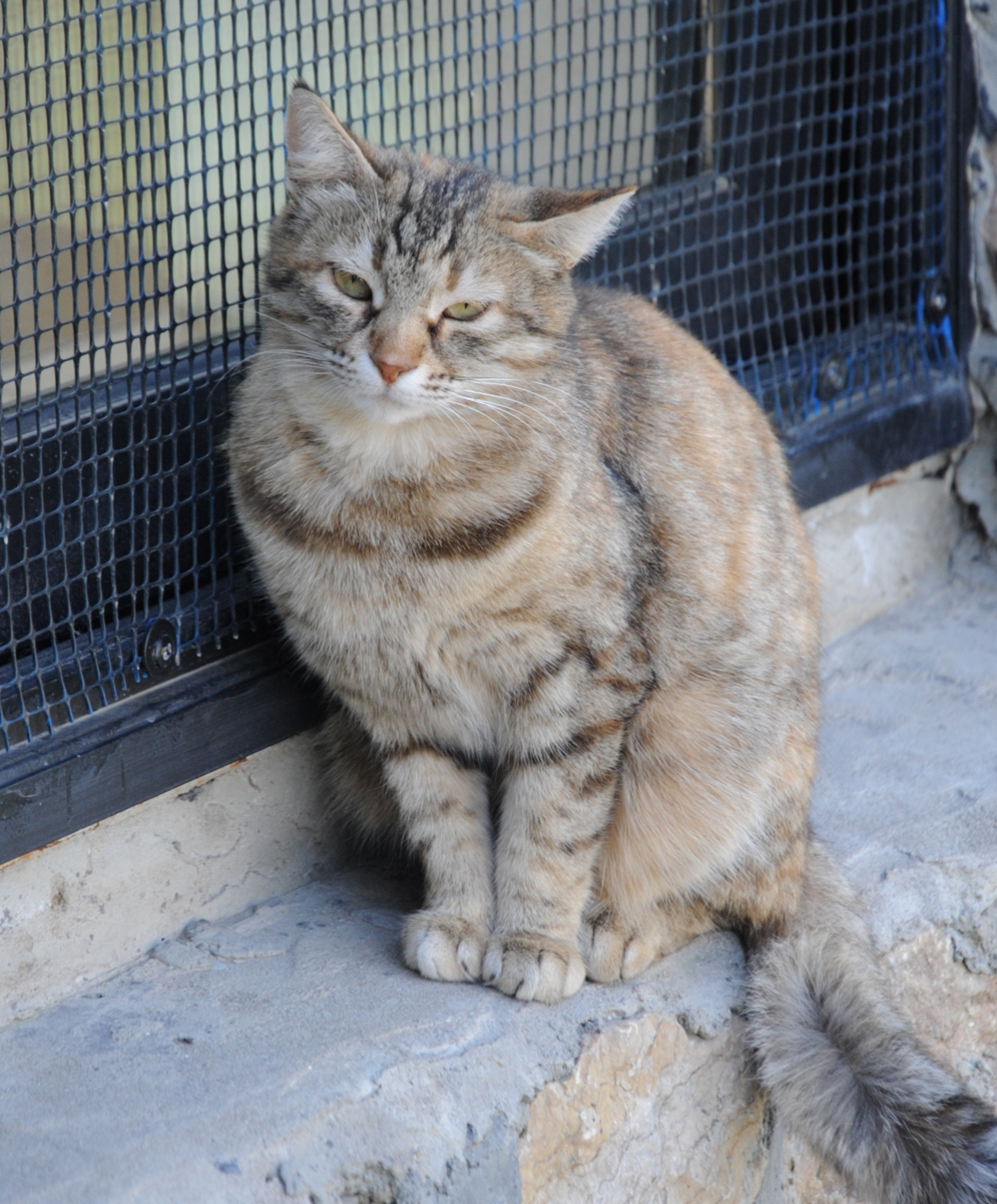 Фоторепортаж из бакинского Центра спасения животных, где для бездомных животных созданы прекрасные условия (ФОТО)