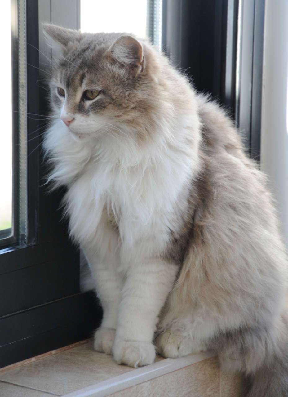 Фоторепортаж из бакинского Центра спасения животных, где для бездомных животных созданы прекрасные условия (ФОТО)