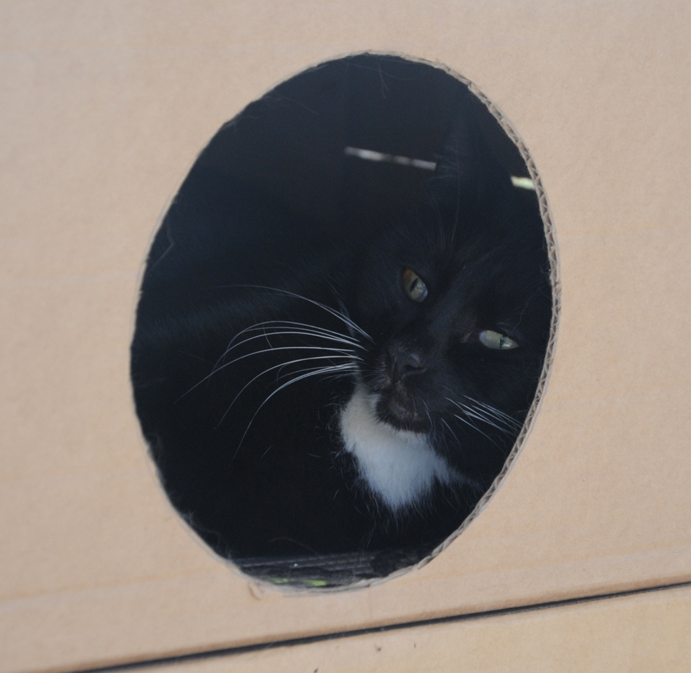 Фоторепортаж из бакинского Центра спасения животных, где для бездомных животных созданы прекрасные условия (ФОТО)