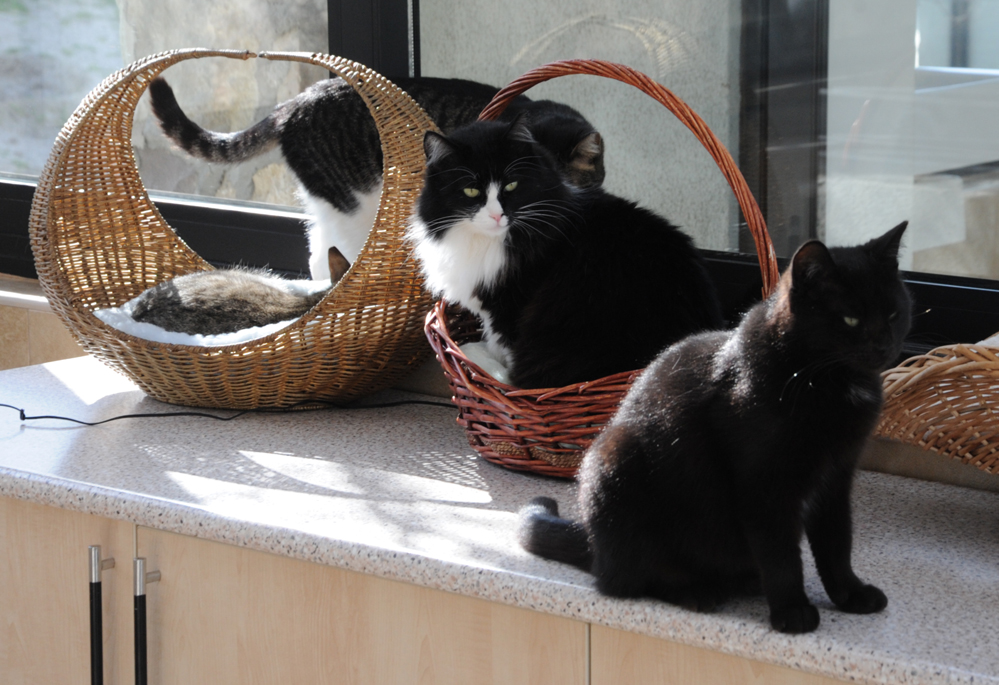 Фоторепортаж из бакинского Центра спасения животных, где для бездомных животных созданы прекрасные условия (ФОТО)