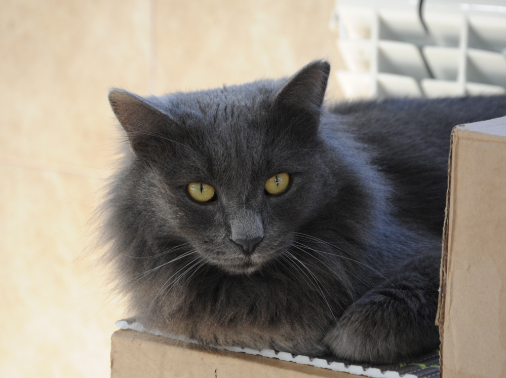 Фоторепортаж из бакинского Центра спасения животных, где для бездомных животных созданы прекрасные условия (ФОТО)