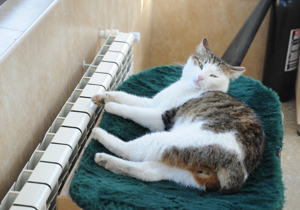 Фоторепортаж из бакинского Центра спасения животных, где для бездомных животных созданы прекрасные условия (ФОТО)