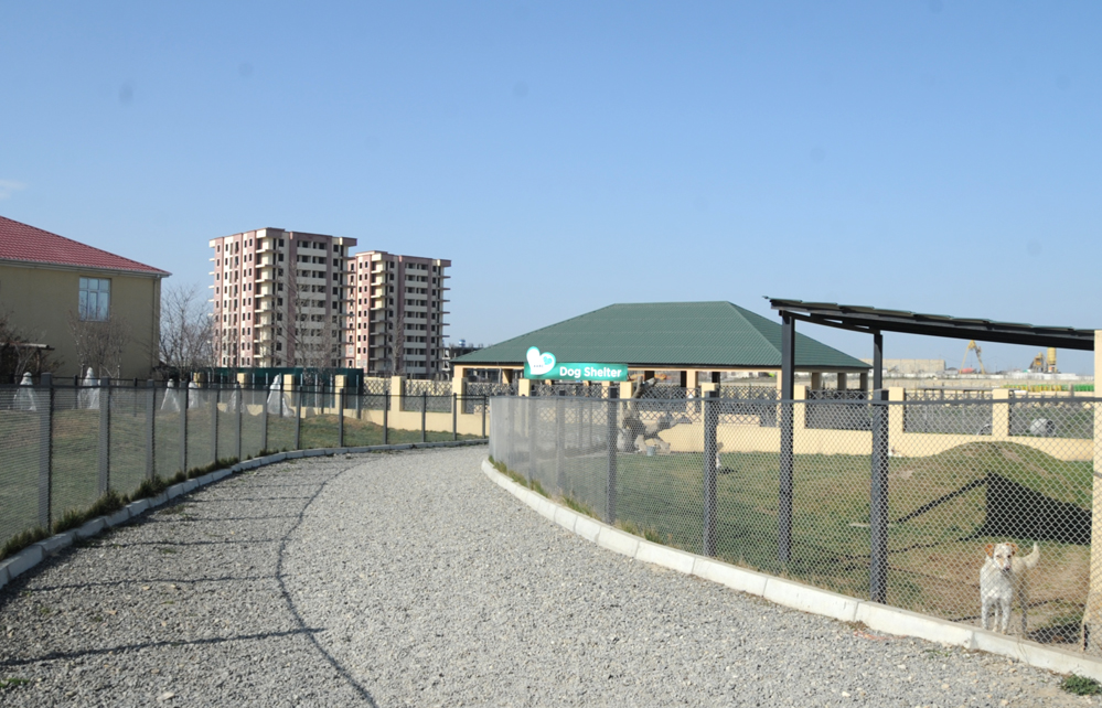 Фоторепортаж из бакинского Центра спасения животных, где для бездомных животных созданы прекрасные условия (ФОТО)