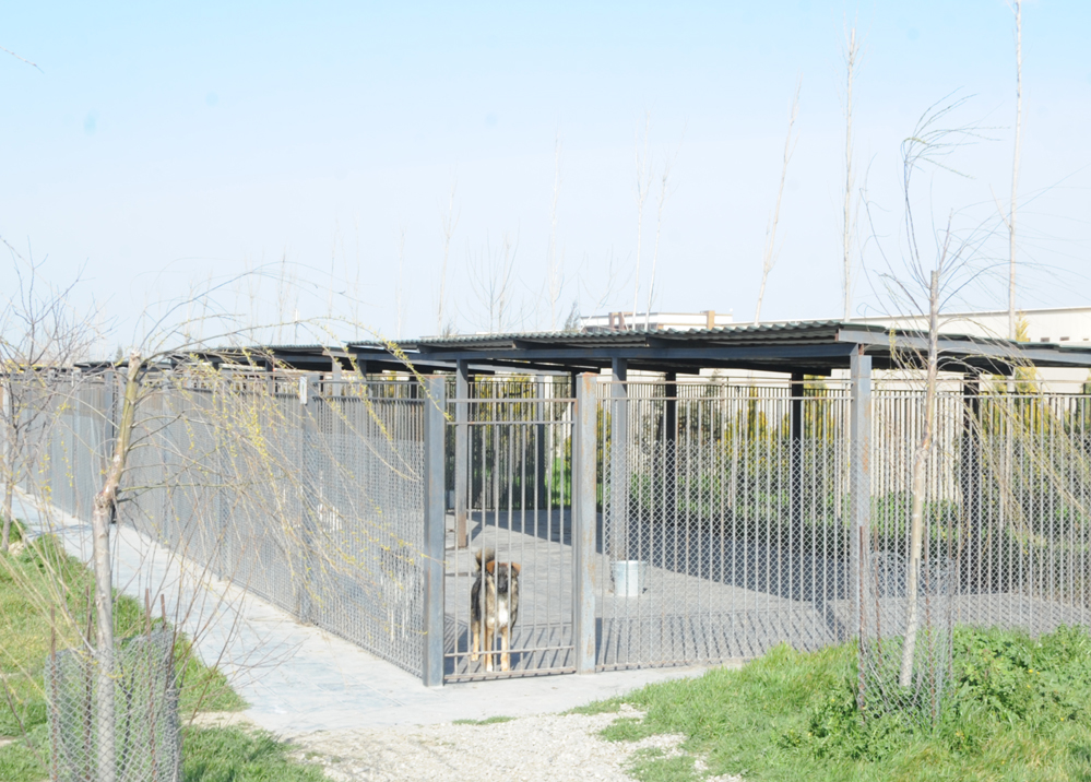 Фоторепортаж из бакинского Центра спасения животных, где для бездомных животных созданы прекрасные условия (ФОТО)