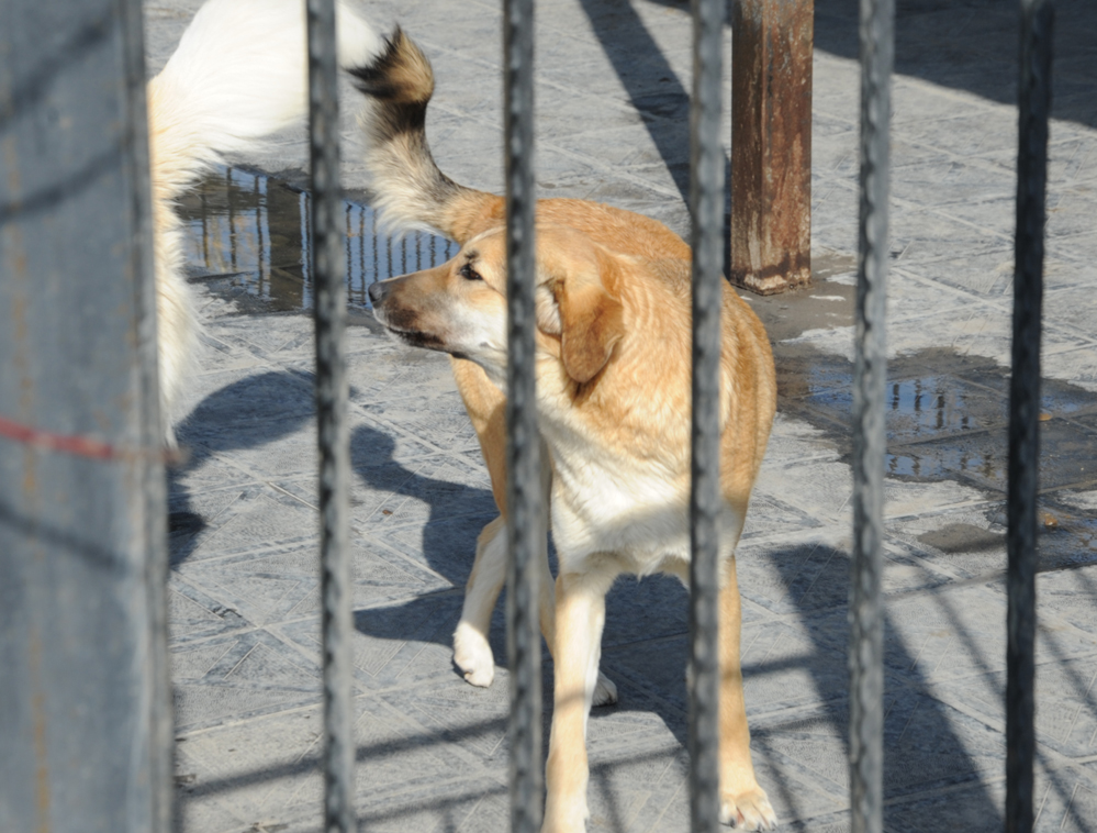 Фоторепортаж из бакинского Центра спасения животных, где для бездомных животных созданы прекрасные условия (ФОТО)