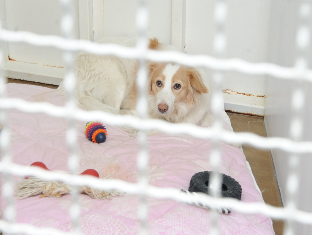 Фоторепортаж из бакинского Центра спасения животных, где для бездомных животных созданы прекрасные условия (ФОТО)