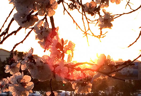 В Баку пришла весна (ФОТО)