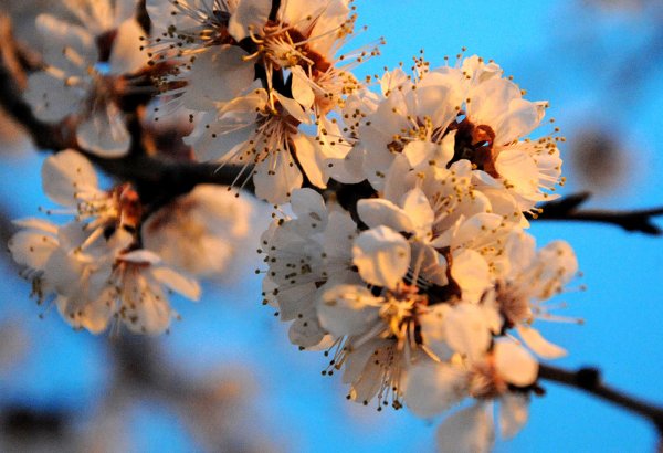 В Азербайджане наступила весна