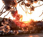 В Баку пришла весна (ФОТО)