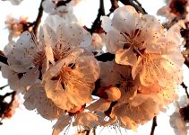 В Баку пришла весна (ФОТО)