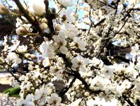 В Баку пришла весна (ФОТО)