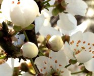 В Баку пришла весна (ФОТО)