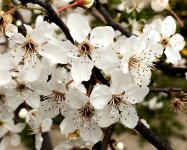 В Баку пришла весна (ФОТО)