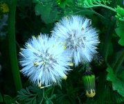 В Баку пришла весна (ФОТО)