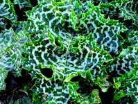 В Баку пришла весна (ФОТО)