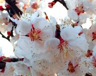 В Баку пришла весна (ФОТО)