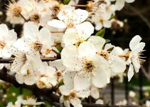 В Баку пришла весна (ФОТО)