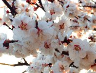 В Баку пришла весна (ФОТО)